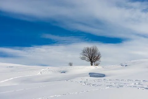 Lonely Bare Tree in Winter Landscape with Snow - Altopiano della Lessinia Ven Stock Photos
