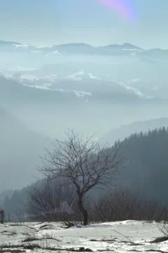 A lonely bare tree in the winter mountains. Winter morning at the mountains. Car Stock Photos