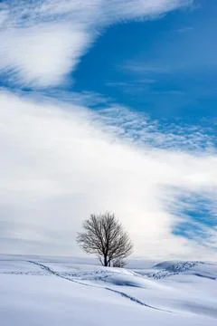 Lonely Bare Tree in Winter With Snow - Altopiano della Lessinia Veneto Italy Stock Photos