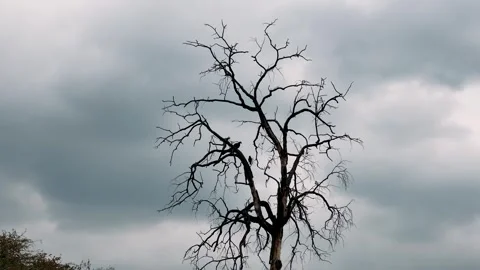 Lonely Barren Tree Against Dramatic Cloudy Sky: A Compelling Visual Depiction of Stock Footage 335202737