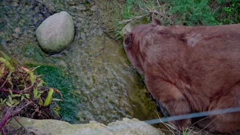 Lonely bear drinking water at public Zoo Park 스톡 동영상 277678067
