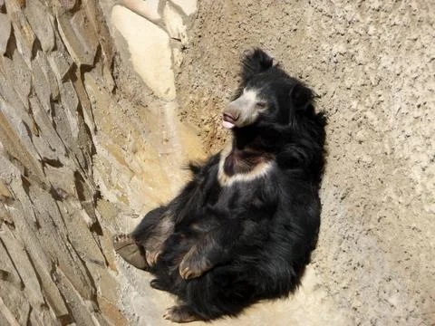 Lonely bear Stock Photos