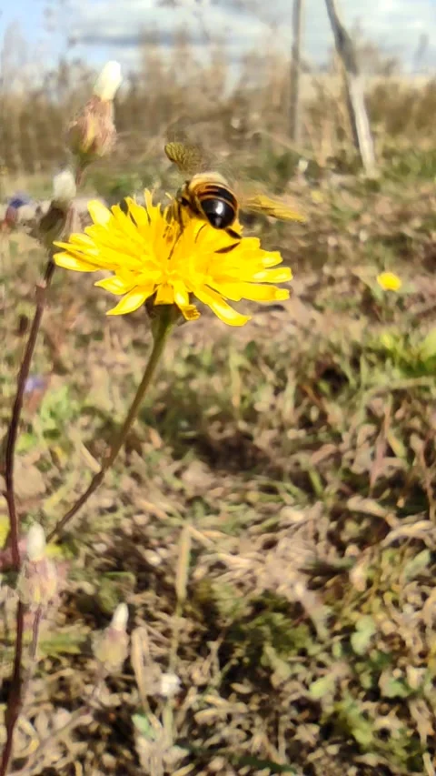 A lonely bee on a flower 库存影片 252145369