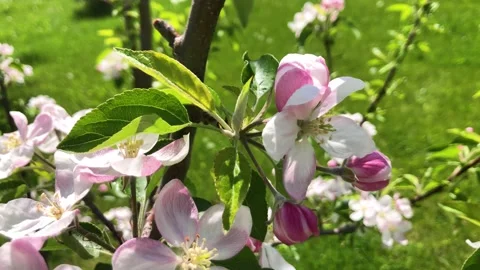 Lonely bee gathering pollen on an apple tree flowers 스톡 동영상 154657300