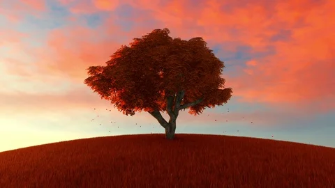 Lonely beech tree on a hill of mountain in the autumn landscape Stock Footage 97695029