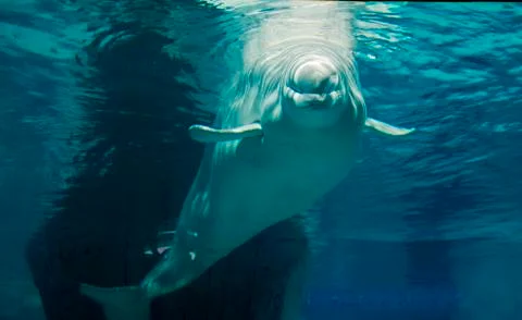 Lonely Beluga in the ocean Stock Photos