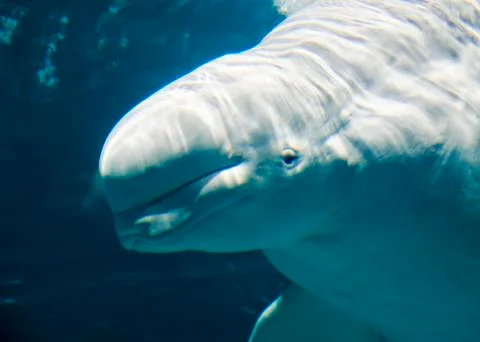 Lonely Beluga in the ocean Stock Photos