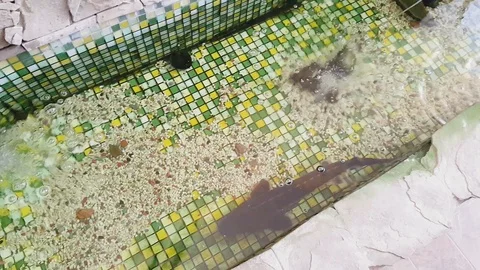 A lonely beluga swims in a small pool. The fish swims quickly in the aquatic Video stock 112227823