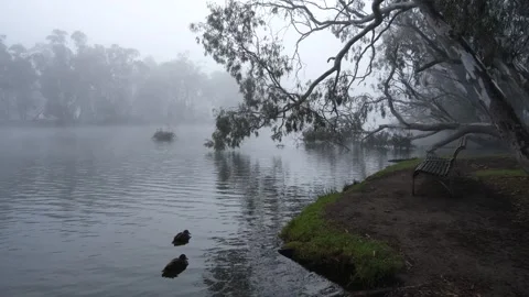 A lonely bench and overhanging eucalyptus branches by misty Goulburn River Vídeos de archivo 312097770