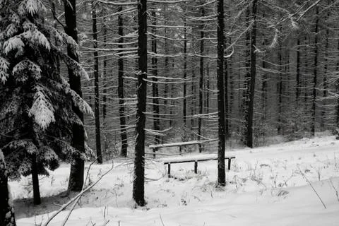 Lonely bench in a forest at winter Stock Photos