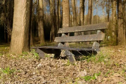 Lonely bench under the trees and with the fallen leaves in autumn Stock Photos