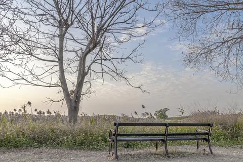 A lonely bench with a withered tree stand in front of the straw Stock Photos