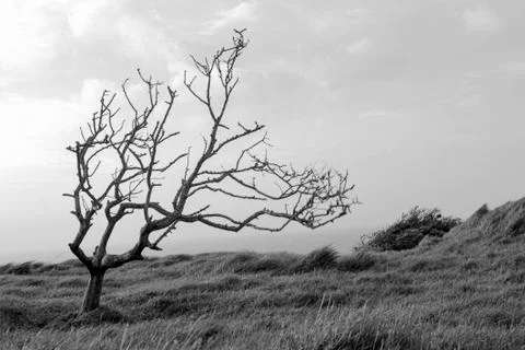 Lonely bent tree in the wind Stock Photos
