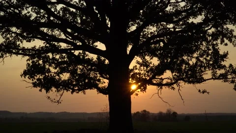 The lonely big oak tree foliage on the sunset background. Stock Footage