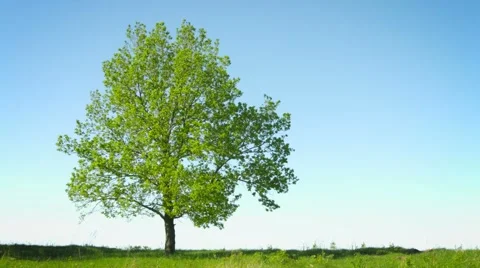 Lonely big tree in a field on sky background Vidéo 41185774
