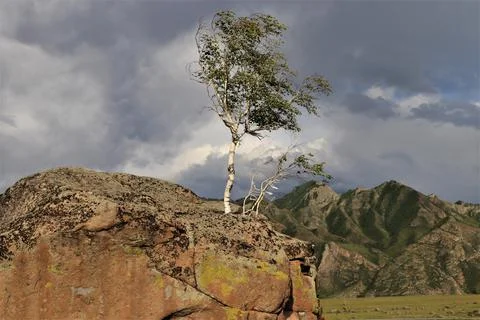 A lonely birch tree on a bare stone against the sky, before a thunderstorm 스톡 사진