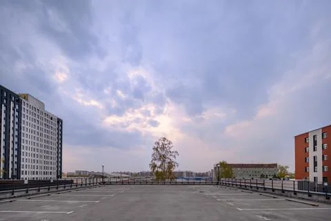 A lonely birch tree in an empty parking lot between multi-storey buildings Stock Photos