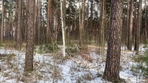 A lonely birch tree grows among spruce trees in a forest in winter, light s.. Stock Footage 302099040