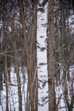A lonely birch tree in the middle of a forest in Canada Stock Photos
