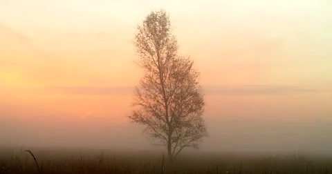 Lonely birch tree mist landscape at sunrise Stock Footage 69054215