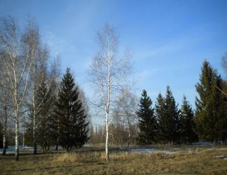 Lonely birch tree in spring-1 Stock Photos
