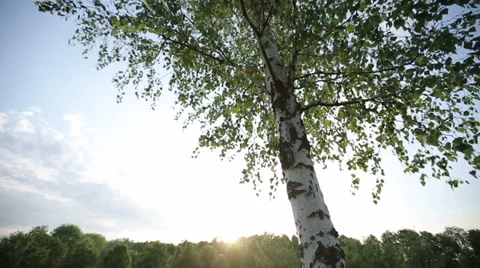 Lonely birch tree at sunset. HD shot with slider Stock Footage 38609630