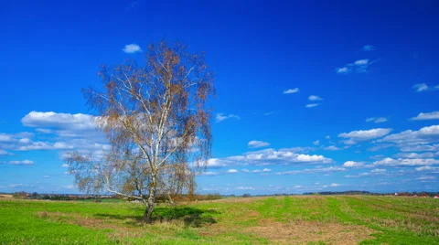 Lonely birch tree on young cereal field at spring, 4k timelapse Stock Footage 62331336