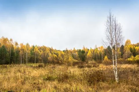 A lonely birch without leaves on a background autumn forest. Stock Photos