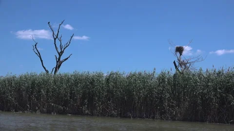 Lonely bird on background of clear blue sky and reeds in swamp. Stock Footage 229112690