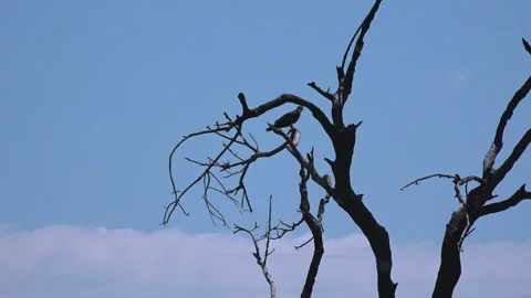 Lonely bird on background of lonely bare old tree. Stock Footage 229702825