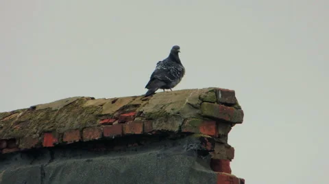 Lonely bird on a brick wall Stock-Footage 57337832
