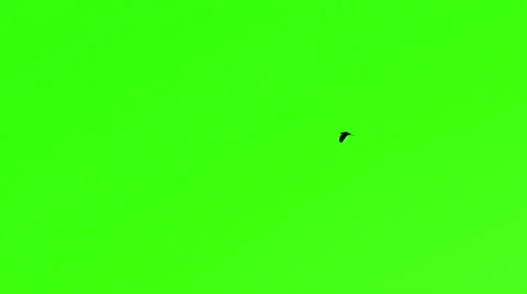 Lonely Bird Chroma Key Stock Footage 44981656