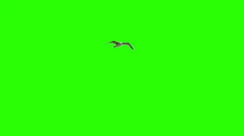 Lonely Bird On Chroma Key Stock Footage 58900254