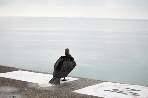 Lonely bird double-crested cormorant at the lake Stock Photos