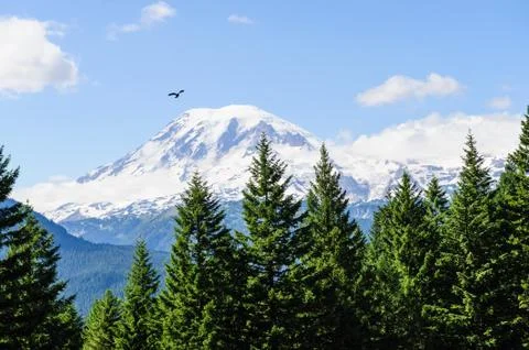 Lonely Bird flying over Mount Rainier Stock Photos
