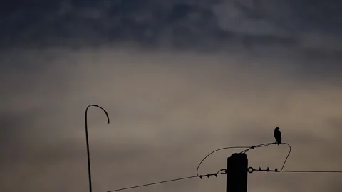 Lonely bird Stock Footage 135102116