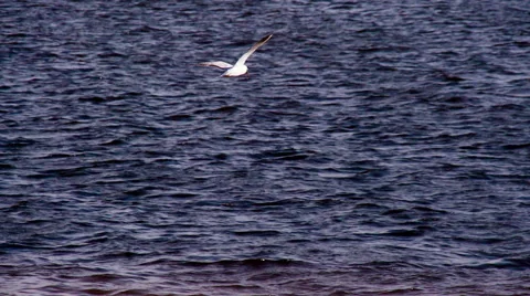 Lonely Bird Over the Waves HD Pro Video stock 68335595