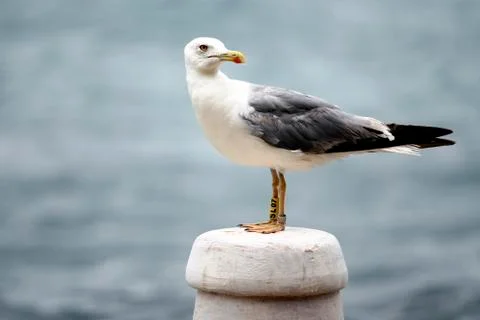 LONELY BIRD 库存照片