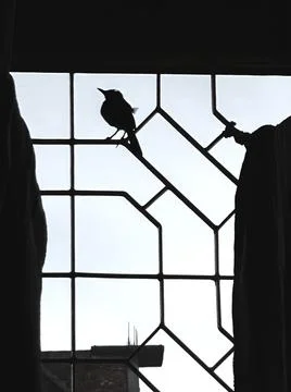 A lonely bird Stock Photos