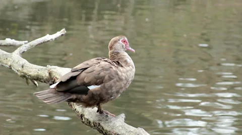 Lonely bird on a pond Video stock 32559979