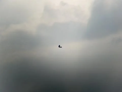 Lonely Bird Silhouette in Dramatic Cloudy Sky Stock Photos