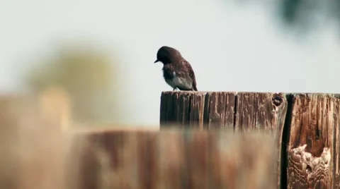 Lonely bird sitting on a tree stump Stock Footage 48372987