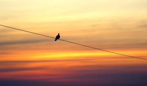 Lonely bird on sunset Stock Photos