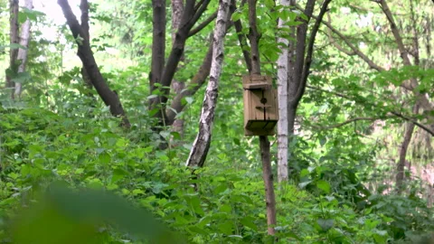 Lonely birdhouse Video stock 155653291