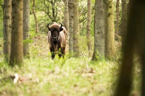 Lonely bison calf in spring forest Stock Photos