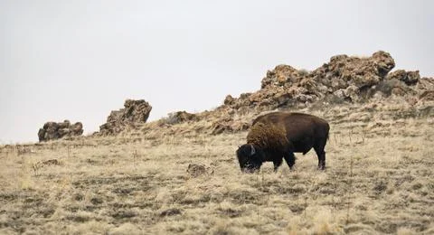Lonely Bison Stock Photos