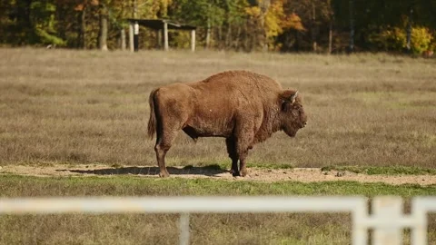 A lonely bison stands in the grass, walks and grazes in a field on a sunny day Stock Footage 253466128