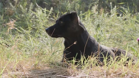 A lonely black dog lying down on a field, observing its surroundings. Stock Footage 340487082