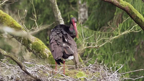 Lonely Black Stork Stock Footage 170447828