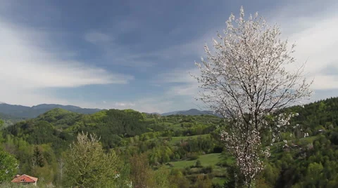 Lonely blooming plum near village of Gudevitsa in Rhodope mountain. Early spring Stock Footage 59351223
